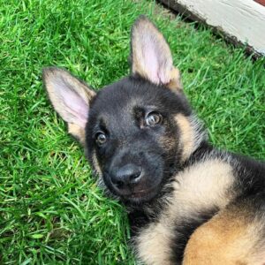 Gorgeous Male And Female German Shepherd Puppies For Sale