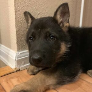 Gorgeous Male And Female German Shepherd Puppies For Sale