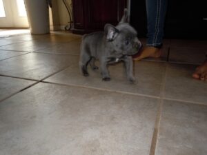 Quality Male And Female French Bulldog Puppies For Sale