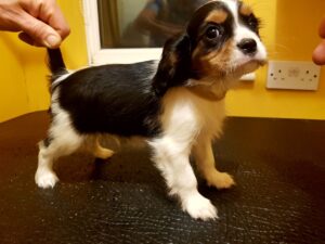 I have Cavalier King Charles Spaniel Puppies for sale.