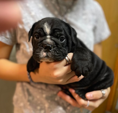 N1 (#ID:2923-2918-medium_large)  Marvelous Male And Female English Bulldog Puppies For Sale of the category Pets & Animals and which is in Bradford, new, 650, with unique id - Summary of images, photos, photographs, frames and visual media corresponding to the classified ad #ID:2923