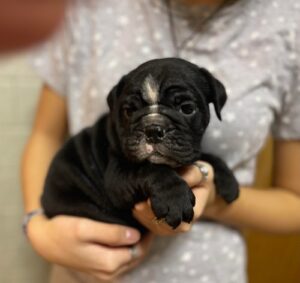 Marvelous Male And Female English Bulldog Puppies For Sale