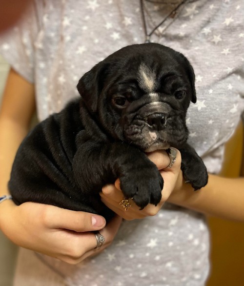 N3 (#ID:2923-2920-medium_large)  Marvelous Male And Female English Bulldog Puppies For Sale of the category Pets & Animals and which is in Bradford, new, 650, with unique id - Summary of images, photos, photographs, frames and visual media corresponding to the classified ad #ID:2923