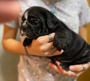 Marvelous Male And Female English Bulldog Puppies For Sale