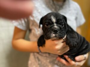 Marvelous Male And Female English Bulldog Puppies For Sale