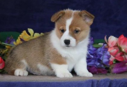 N2 (#ID:2972-2971-medium_large)  Beautiful Male And Female Welsh Pembroke Corgi Puppies For Sale of the category Pets & Animals and which is in Lancaster, new, 650, with unique id - Summary of images, photos, photographs, frames and visual media corresponding to the classified ad #ID:2972