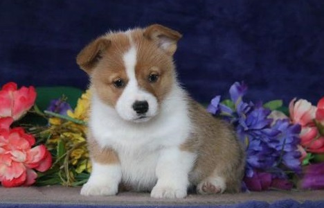 N1 (#ID:2972-2970-medium_large)  Beautiful Male And Female Welsh Pembroke Corgi Puppies For Sale of the category Pets & Animals and which is in Lancaster, new, 650, with unique id - Summary of images, photos, photographs, frames and visual media corresponding to the classified ad #ID:2972