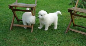 Samoyed puppy for Adoption.