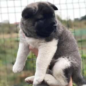 AKC reg male and female Akita puppies for sale.