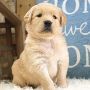 Lovely Golden retriever Puppies Available for sale.