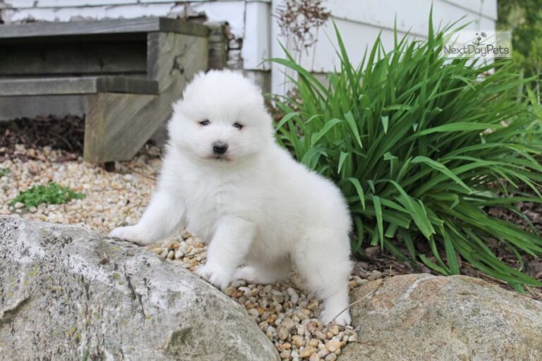 N2 (#ID:2880-2879-medium_large)  Samoyed puppy for Adoption. of the category Pets & Animals and which is in Bradford, used, 500, with unique id - Summary of images, photos, photographs, frames and visual media corresponding to the classified ad #ID:2880