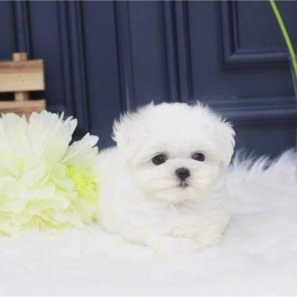 N1 (#ID:2986-2983-medium_large)  Playful Male And Female Maltese Puppies For Sale of the category Pets & Animals and which is in Leeds, new, 650, with unique id - Summary of images, photos, photographs, frames and visual media corresponding to the classified ad #ID:2986