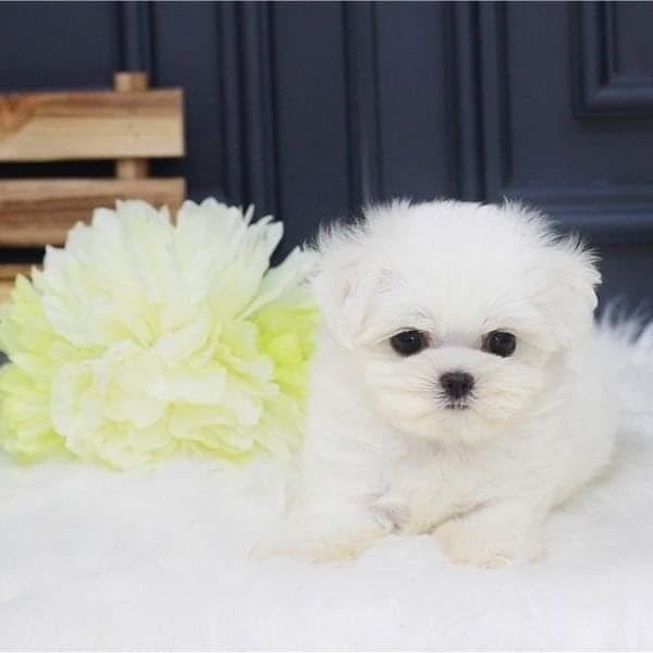 N2 (#ID:2986-2984-medium_large)  Playful Male And Female Maltese Puppies For Sale of the category Pets & Animals and which is in Leeds, new, 650, with unique id - Summary of images, photos, photographs, frames and visual media corresponding to the classified ad #ID:2986