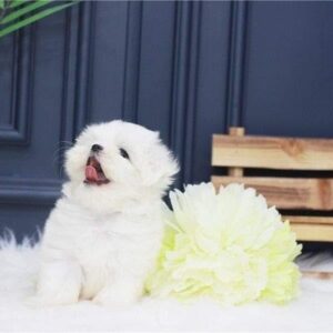 Playful Male And Female Maltese Puppies For Sale