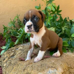 Well Trained Male And Female Boxer Puppies For Sale