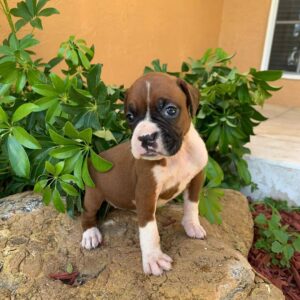 Well Trained Male And Female Boxer Puppies For Sale