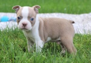 Potty Trained Male And Female Boston Terrier Puppies For Sale