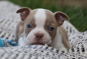 Potty Trained Male And Female Boston Terrier Puppies For Sale