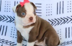 Trained Male And Female Boston Terrier Puppies For Sale