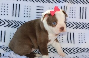 Trained Male And Female Boston Terrier Puppies For Sale