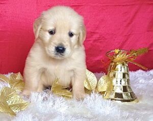 Well Tamed Male And Female Golden Retriever Puppies For Sale