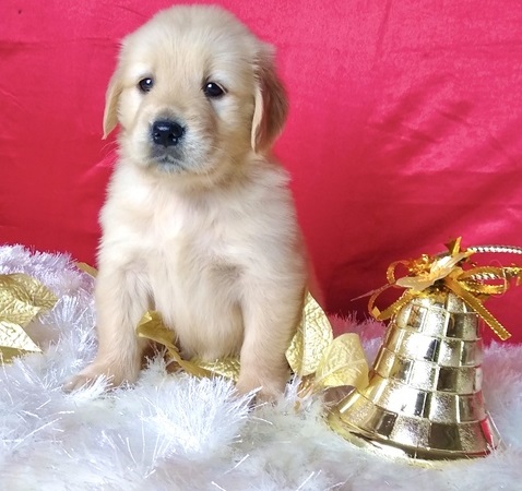N2 (#ID:2976-2974-medium_large)  Well Tamed Male And Female Golden Retriever Puppies For Sale of the category Pets & Animals and which is in Peterborough, new, 650, with unique id - Summary of images, photos, photographs, frames and visual media corresponding to the classified ad #ID:2976