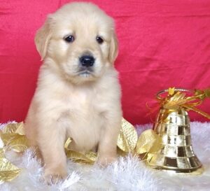 Well Tamed Male And Female Golden Retriever Puppies For Sale
