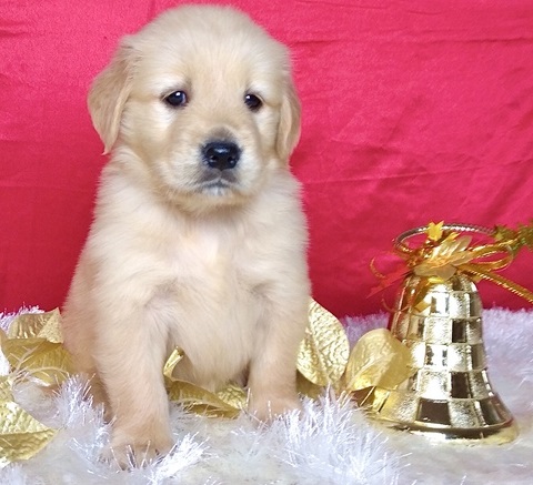 N3 (#ID:2976-2975-medium_large)  Well Tamed Male And Female Golden Retriever Puppies For Sale of the category Pets & Animals and which is in Peterborough, new, 650, with unique id - Summary of images, photos, photographs, frames and visual media corresponding to the classified ad #ID:2976