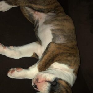 Friendly Male And Female Boxer Puppies For Sale