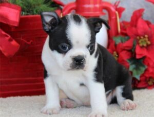 Intelligent Male And Female Boston Terrier Puppies For Sale