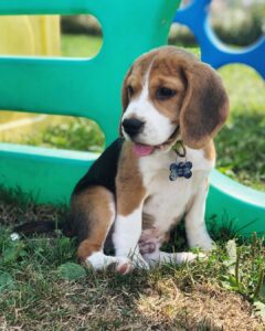 Nice Beagle puppies for sale.