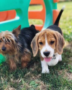Nice Beagle puppies for sale.