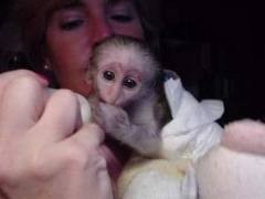 op quality baby capuchin monkeys .whatsapp us at +447418321028