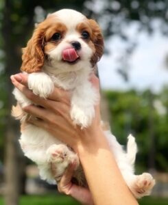 I have Cavalier King Charles Spaniel Puppies for sale.