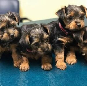 loving yorkshire terrier puppy ready for adoption.