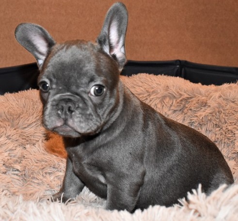 N1 (#ID:2825-2824-medium_large)  French Bulldog Puppies.whatsapp us at +447418321028 of the category Pets & Animals and which is in City of London, new, 690, with unique id - Summary of images, photos, photographs, frames and visual media corresponding to the classified ad #ID:2825