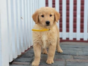 Golden Retriever Available,.whatsapp us at +447418321028