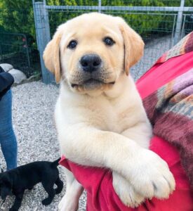 loving  Labrador  ready for adoption.