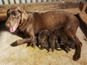 Chocolate Labrador Boys And Girl's whatsapp me 07723721716