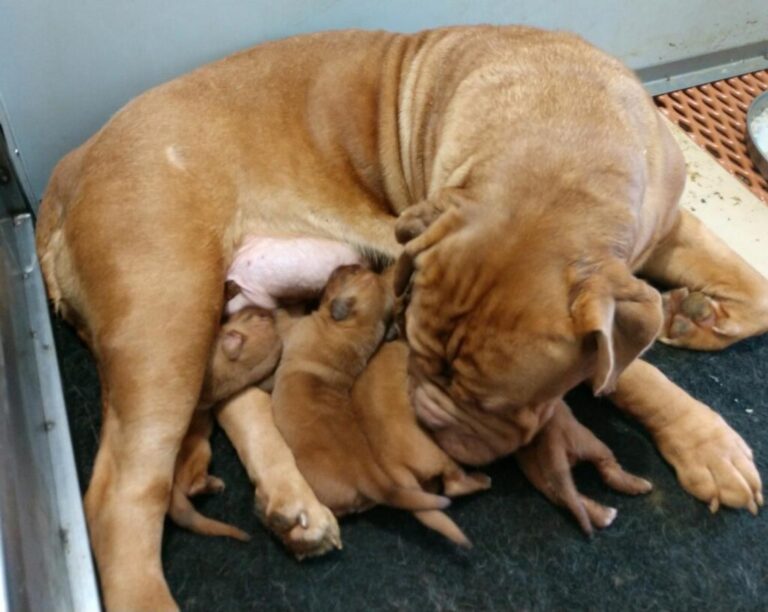 N1 (#ID:2810-2806-medium_large)  Kc Dogue De Bordeaux Puppies whatsapp me 07723721716 of the category Pets & Animals and which is in Ely, new, 750, with unique id - Summary of images, photos, photographs, frames and visual media corresponding to the classified ad #ID:2810