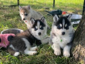 Adorable Pomsky Puppies for sale.