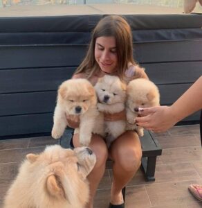 Available Chow Chow Puppies ready for sale.