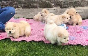 Available Chow Chow Puppies ready for sale.