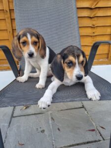 Beautiful Beagle Puppies…whatsapp me at: +447418348600