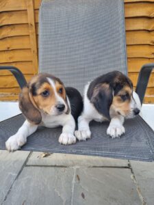 Beautiful Beagle Puppies…whatsapp me at: +447418348600