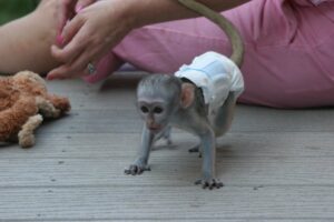 Capuchin Monkeys for sale …whatsapp me at: +447418348600