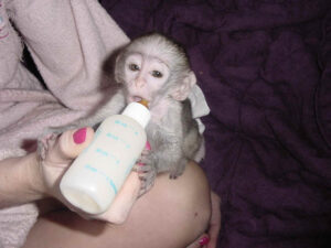 Capuchin Monkeys for sale …whatsapp me at: +447418348600