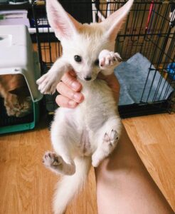 Fennec fox For for sale Now Ready To Go Home,.whatsapp me at: +447418348600