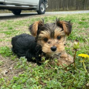 Yorkshire Terrier Puppies…whatsapp me at: +447418348600