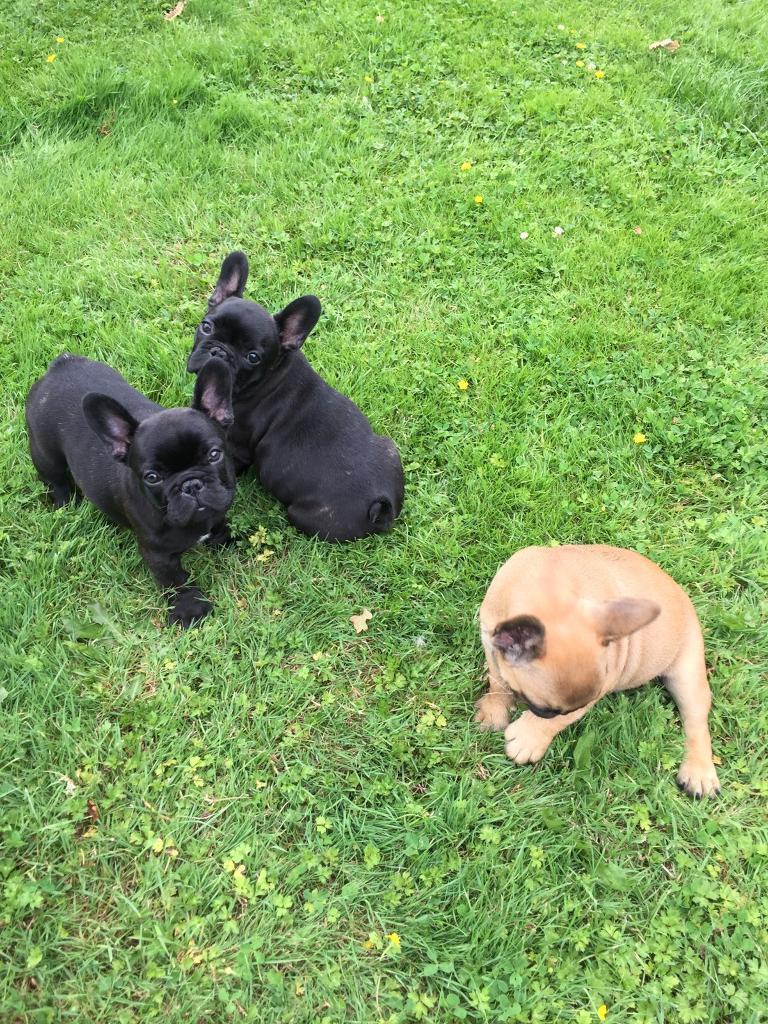 N1 (#ID:3047-3046-medium_large)  ow-quality French Puppies …whatsapp me at: +447418348600 of the category Pets & Animals and which is in St Davids and the Cathedral Close, Unspecified, 0000, with unique id - Summary of images, photos, photographs, frames and visual media corresponding to the classified ad #ID:3047